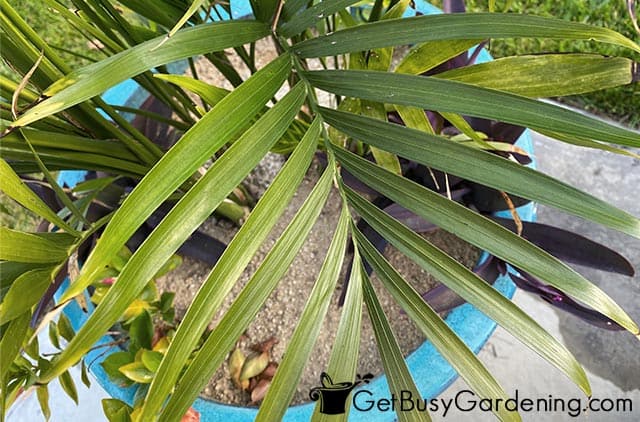 Closeup of a healthy cat palm leaf