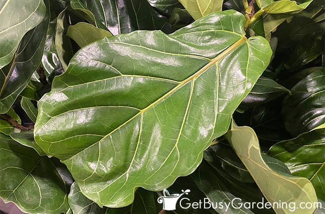Closeup of a healthy Ficus lyrata leaf
