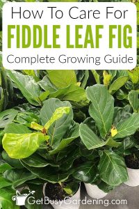 Fiddle Leaf Fig Plant Care Guide - How To Grow Ficus lyrata