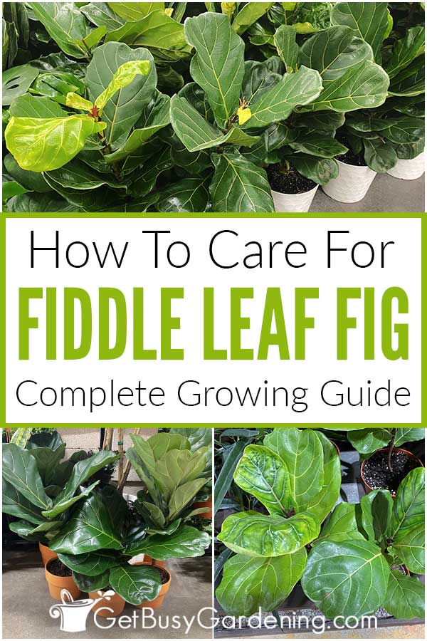 How To Care For Fiddle Leaf Fig Complete Growing Guide