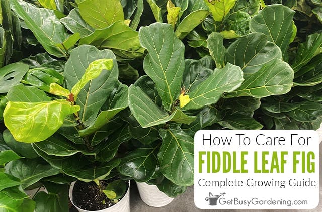 How To Care For Fiddle Leaf Fig Plant (Ficus lyrata)