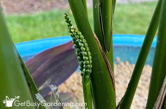 Flower spike forming on cat palm