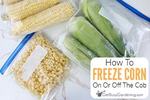 Freezing Corn On Or Off The Cob