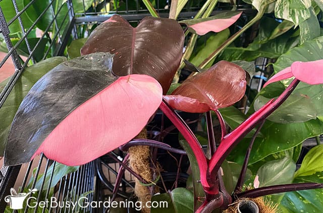 Gorgeous Philodendron Pink Princess plant