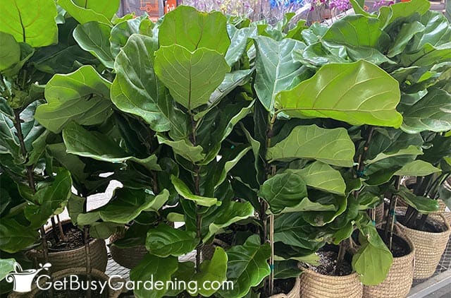 Large fiddle leaf fig trees growing in pots