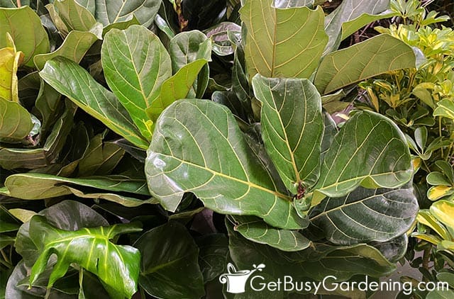 Lovely compact fiddle leaf figs