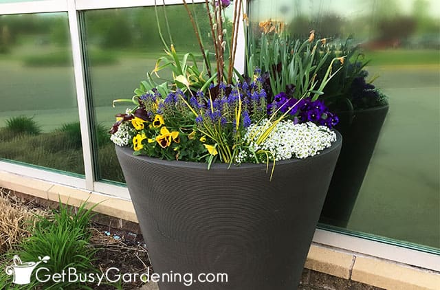 Mix of small plants combined in a large pot