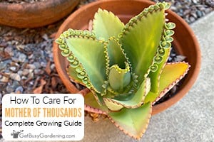 How To Care For Mother Of Thousands Plant (Kalanchoe daigremontiana)