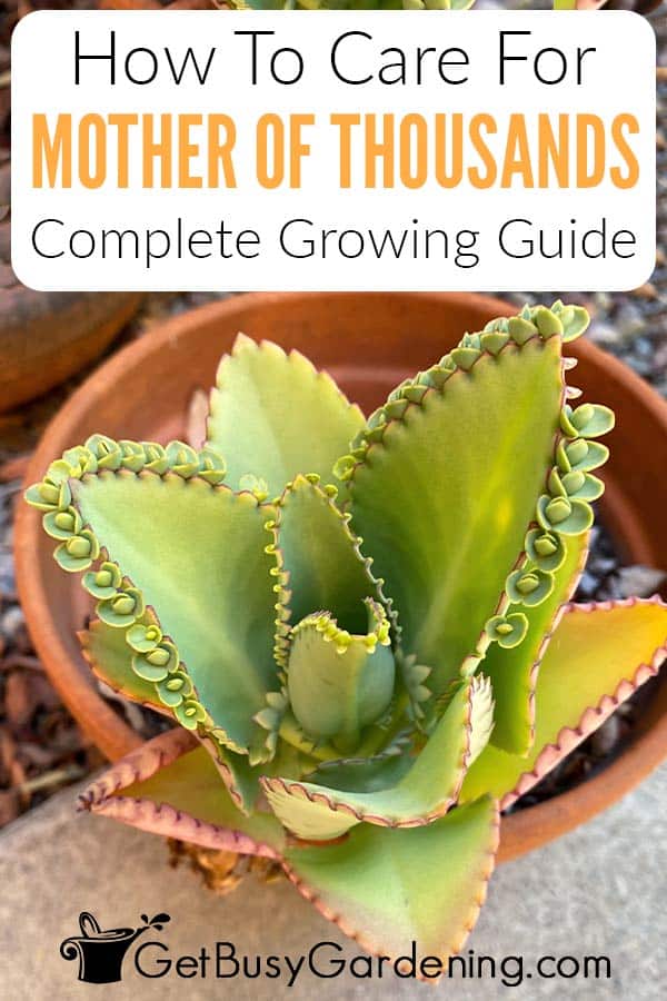 How To Care For Mother Of Thousands Complete Growing Guide