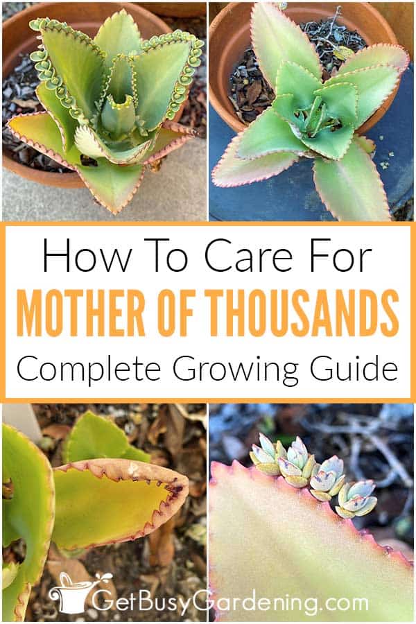 How To Care For Mother Of Thousands Complete Growing Guide