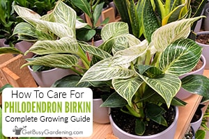 How To Care For A Philodendron Birkin Plant