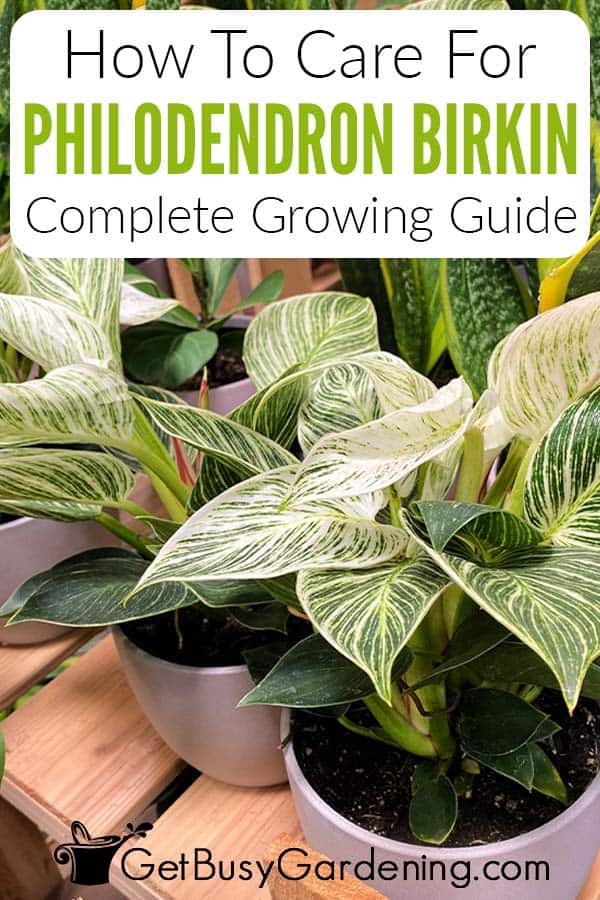 How To Care For Philodendron Birkin Complete Growing Guide