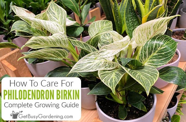 How To Care For A Philodendron Birkin Plant
