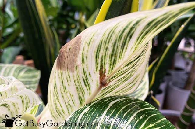 Philodendron Birkin leaf turning brown