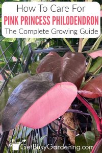Pink Princess Philodendron Care And Complete Growing Guide 