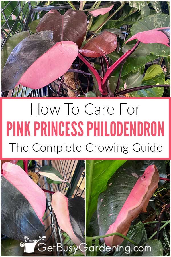 How To Care For Pink Princess Philodendron The Complete Growing Guide
