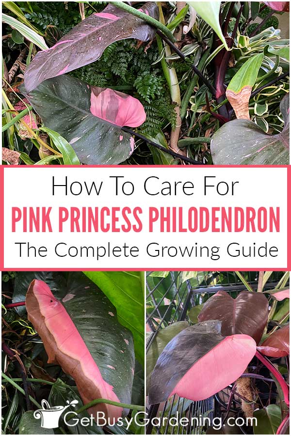 How To Care For Pink Princess Philodendron The Complete Growing Guide