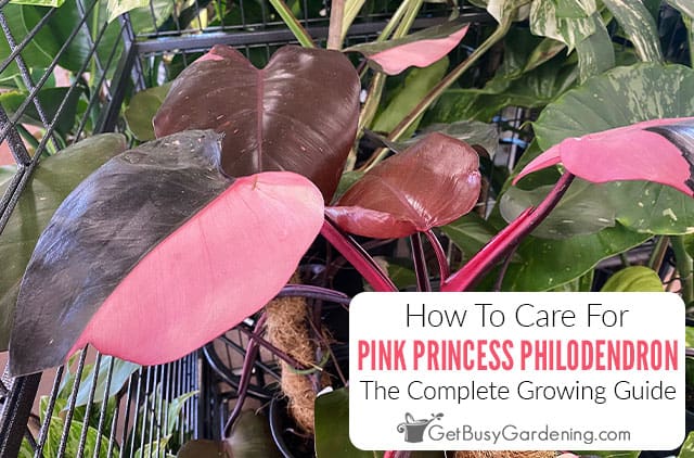 How To Care For A Pink Princess Philodendron