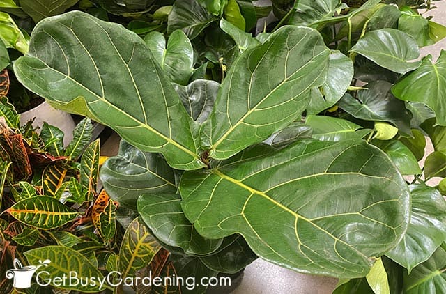 Small fiddle leaf fig growing with other plants