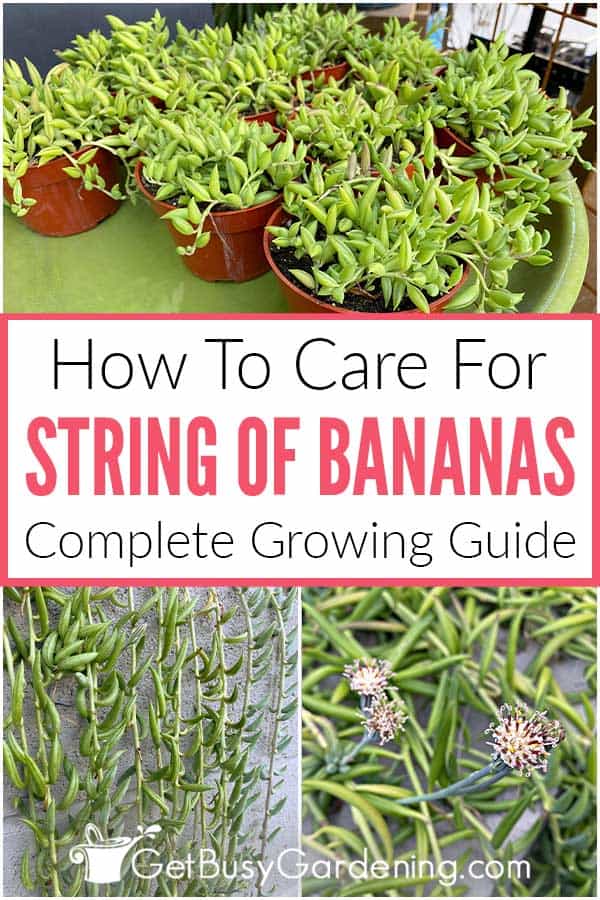 How To Care For String Of Bananas Complete Growing Guide