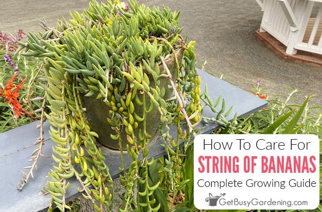 How To Care For String Of Bananas Plant (Curio radicans)