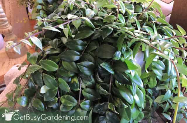 Beautiful indoor Aeschynanthus radicans houseplant