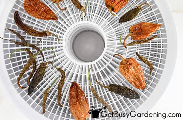 Dehydrating peppers in a food dehydrator