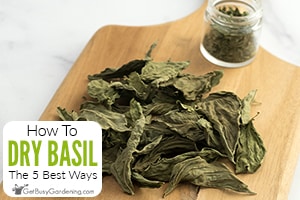 How To Dry Basil (5 Best Ways)