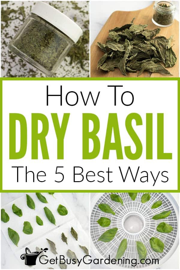 How To Dry Basil The 5 Best Ways