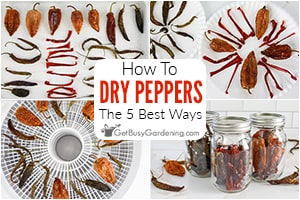 How To Dry Peppers (5 Best Ways)