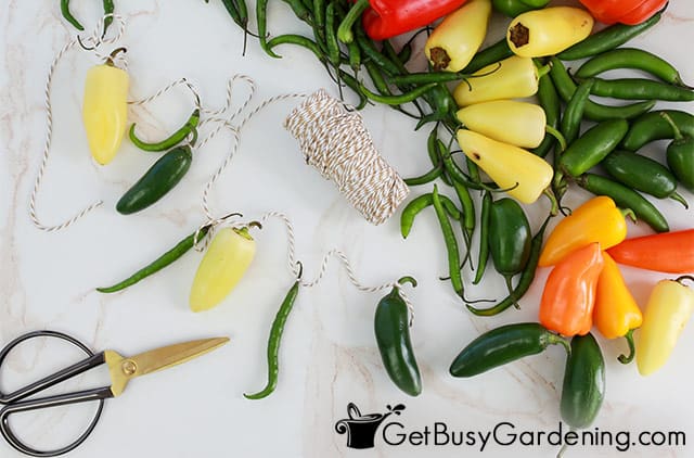 Hanging peppers to dry on a string