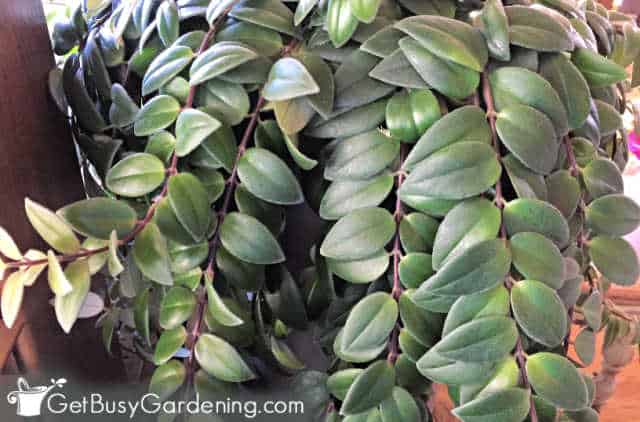 Healthy lipstick plant leaves