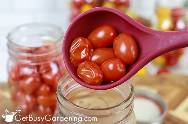 Hot packing cherry tomatoes before processing
