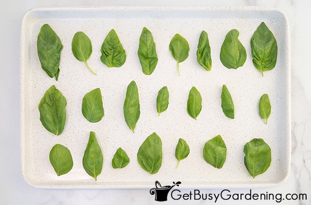 Preparing to dry basil leaves in the oven