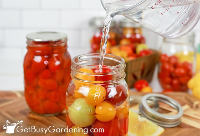 Raw packing cherry tomatoes for canning