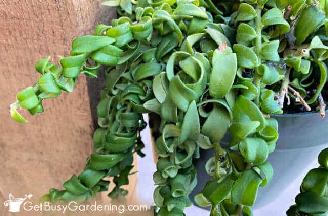 Twisted leaf variety of lipstick plant