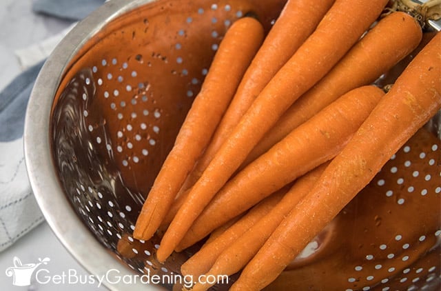 Washing carrots before freezing