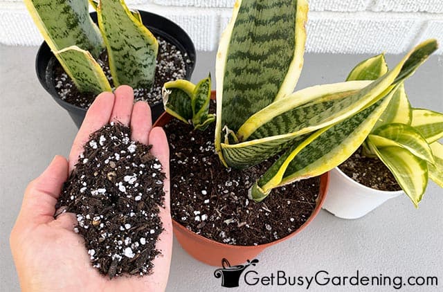 Adding potting mix into container for Sansevieria