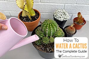 How To Water A Cactus Plant