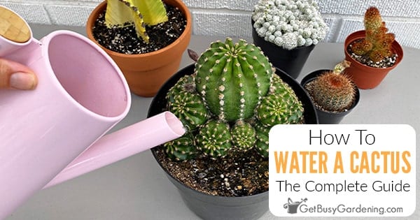 Watering Cactus Plants: When, How Often & How Much They Need