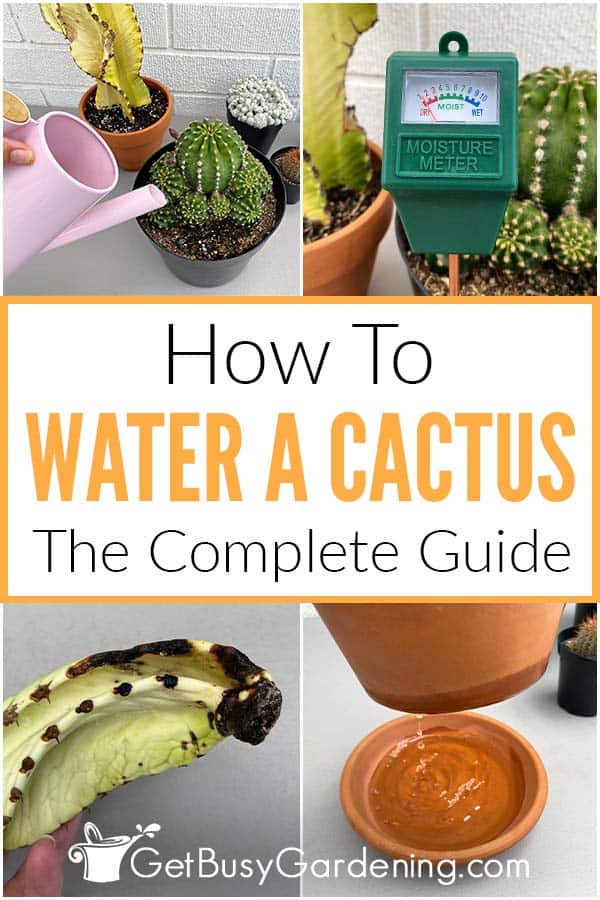 How To Water A Cactus The Complete Guide