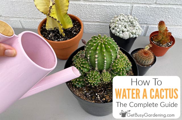 How To Water A Cactus Plant