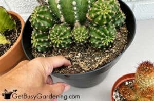 Watering Cactus Plants: When, How Often & How Much They Need