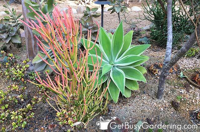 Colorful firestick plant growing in the landscape