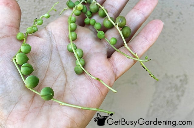 Cut string of pearls vines ready to propagate