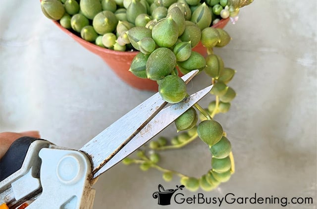 Cutting string of pearls stems for propagation