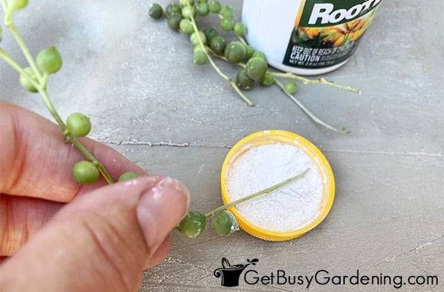 Dusting string of pearls with rooting hormone