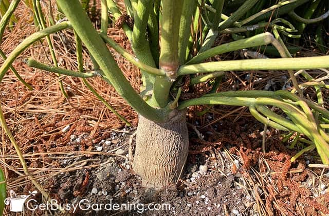 Euphorbia tirucalli ‘Sticks on Fire’ stem turning brown