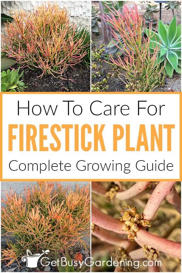 How To Care For Firestick Plant Complete Growing Guide