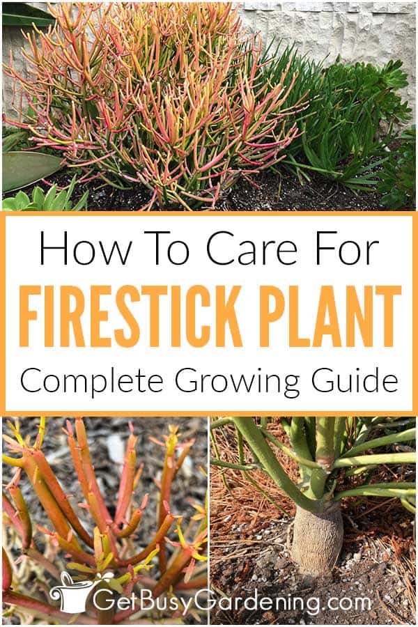 How To Care For Firestick Plant Complete Growing Guide